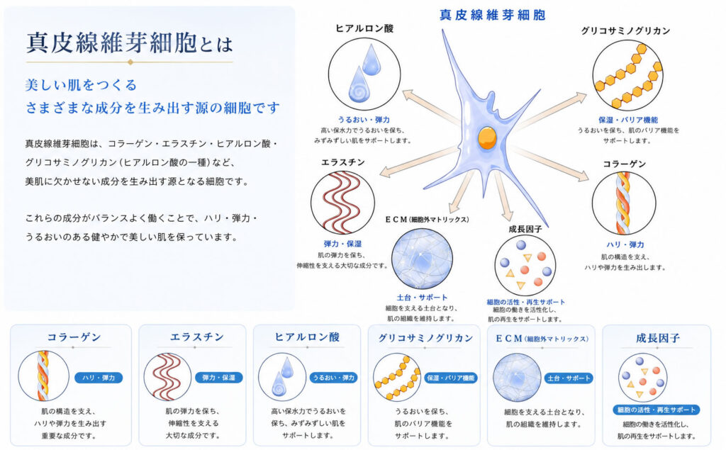 真皮線維芽細胞とは