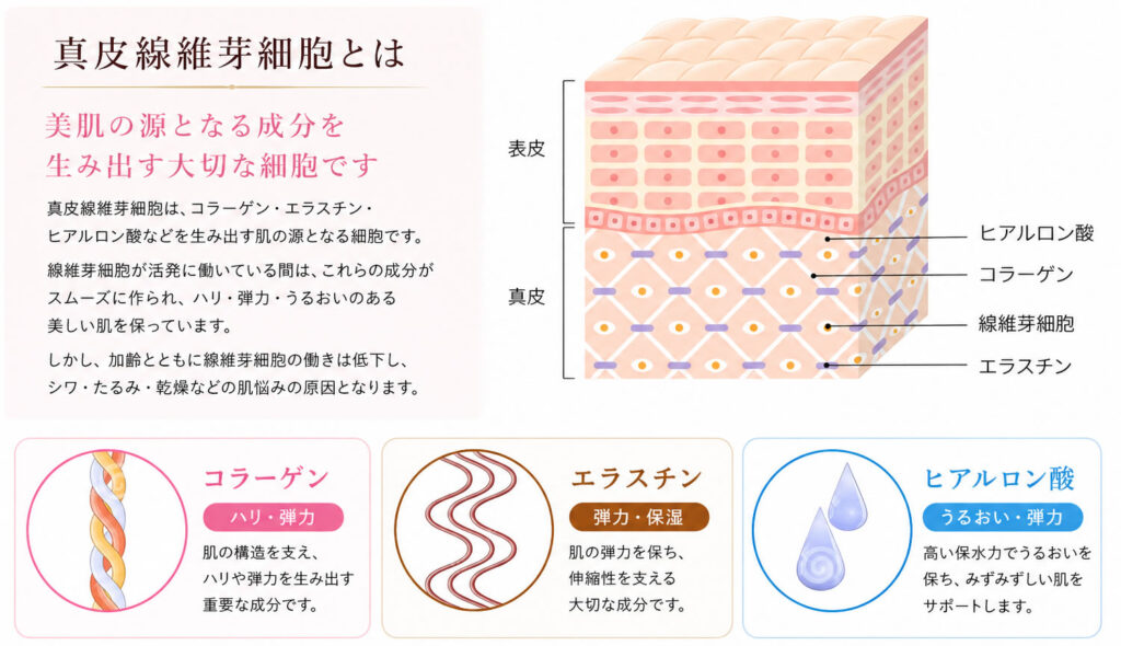 真皮線維芽細胞の説明